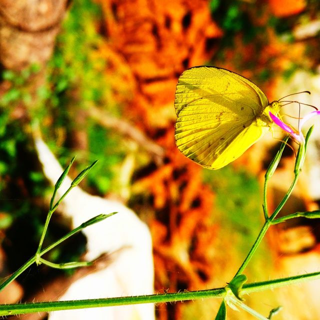 butterfly