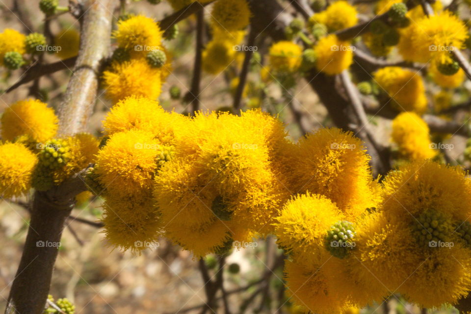 yellow fuzzy balls tree blooming cl