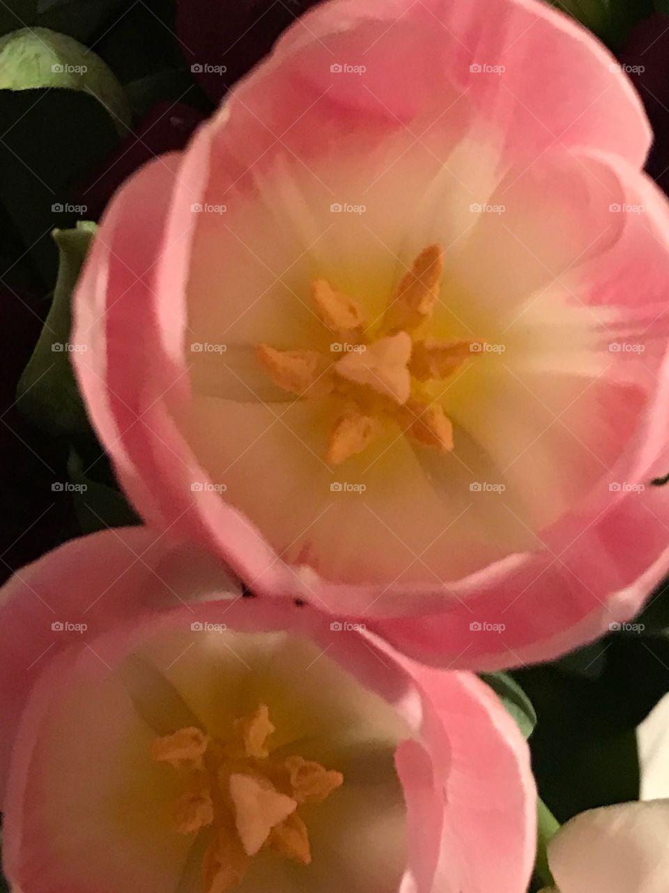 Flower, No Person, Nature, Rose, Bright