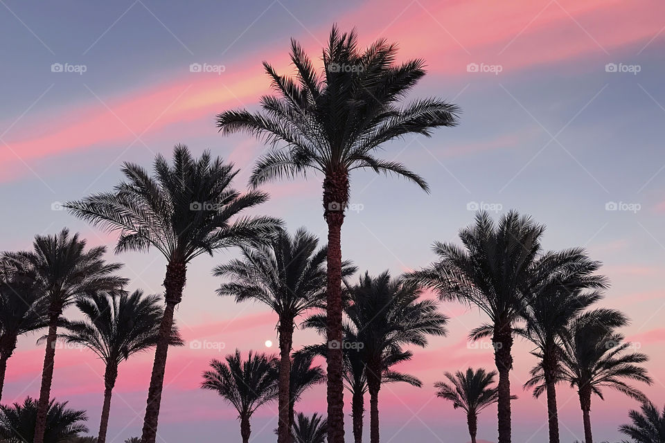 Silhouettes of tropical palm trees on beautiful sunset sky background with a moon 