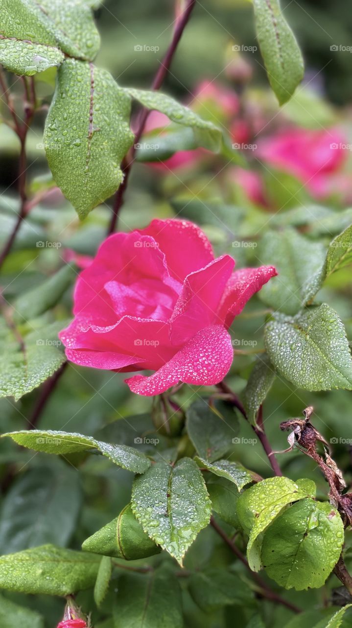 Pink rose with dew drops