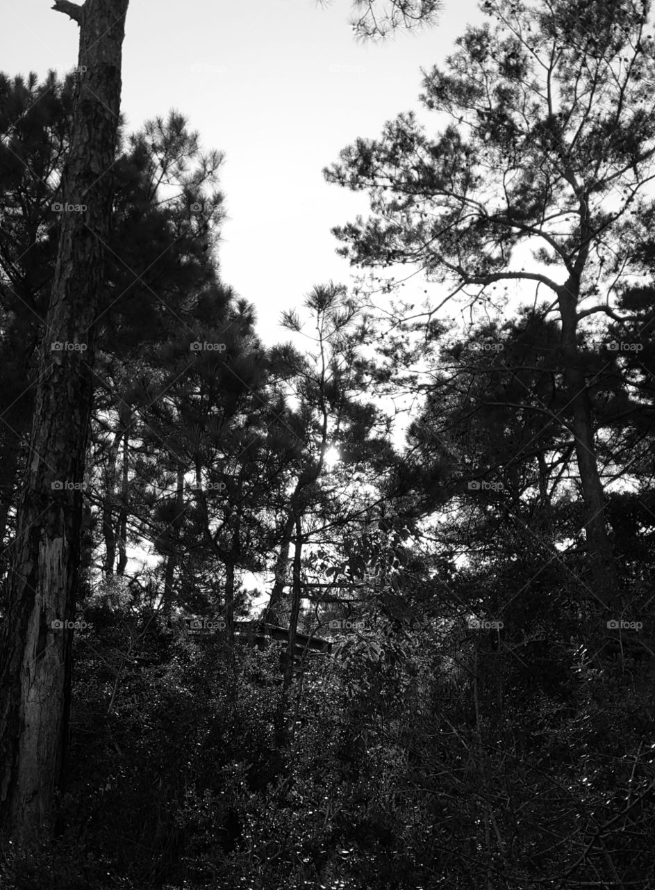 view through the trees grayscale