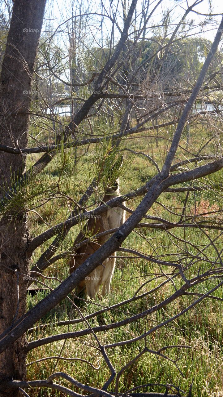 One kangaroo is hiding behind a tree. (taken in Heirisson Island, Western Australia)