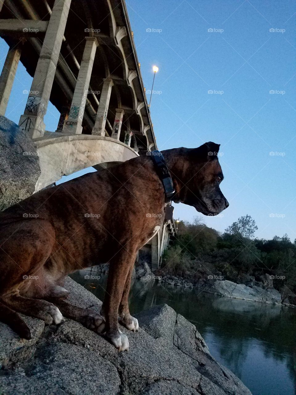 Thor watching the sunset