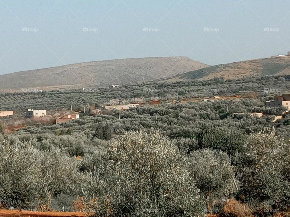 Population between olives trees