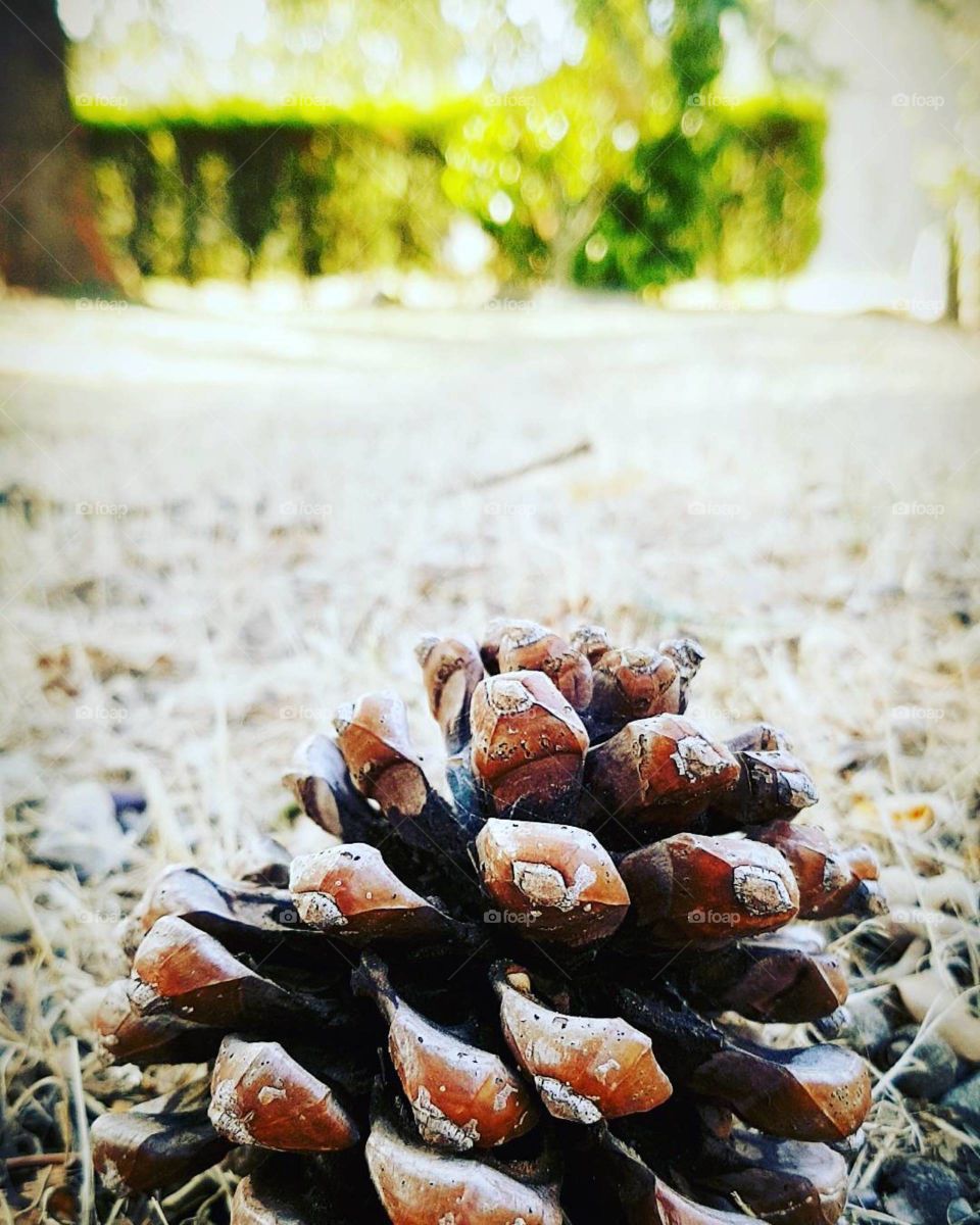 pine cone