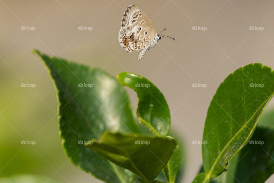 Flying Butterfly 🦋