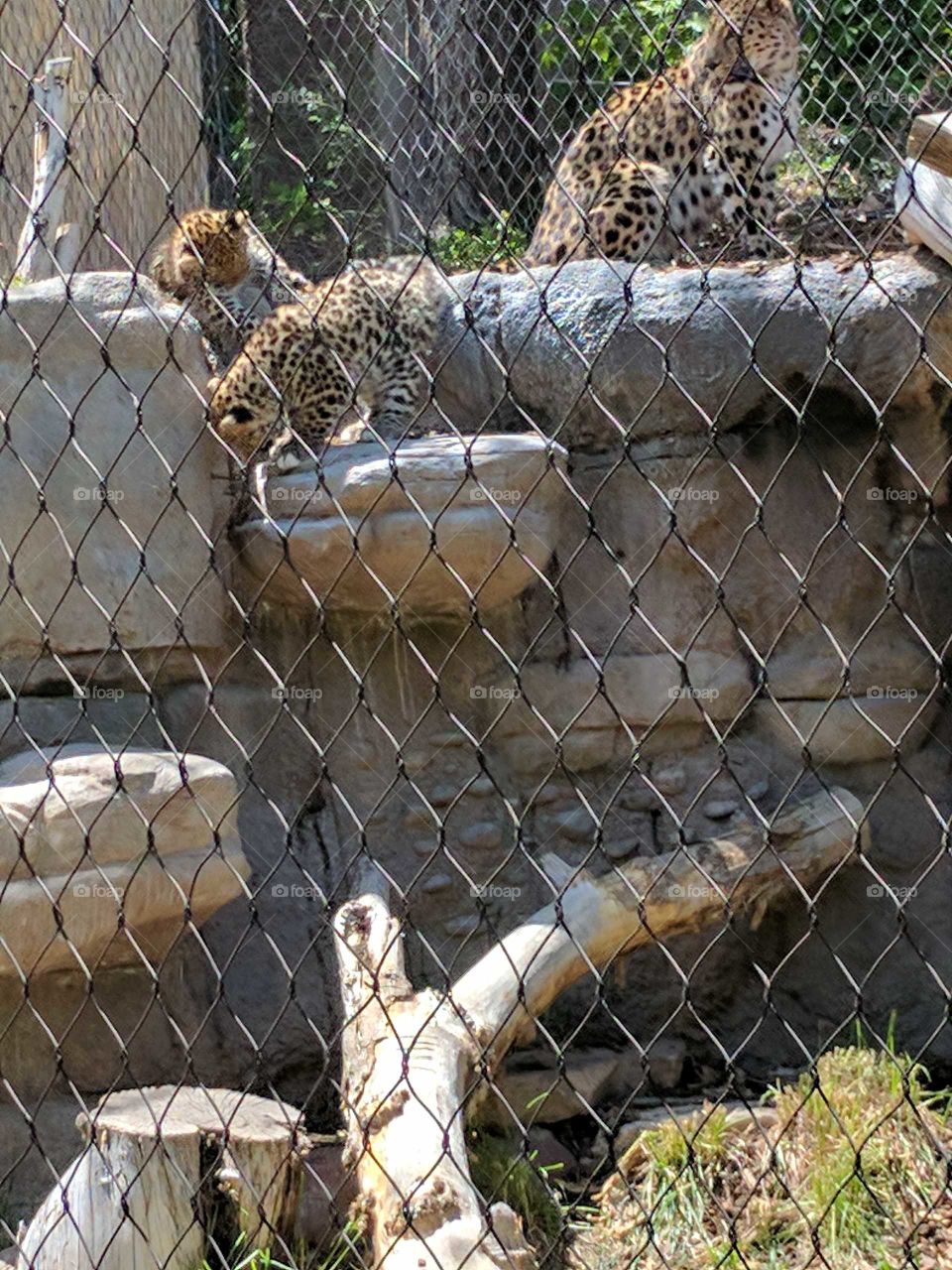 Momma Leopard and Baby Leopards