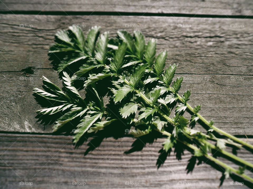 green branch on a wooden base