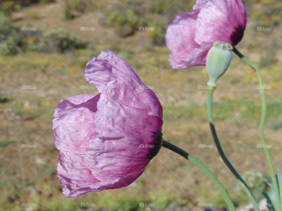 Sweet pinky poppy