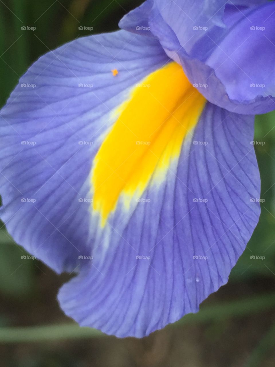 Iris 