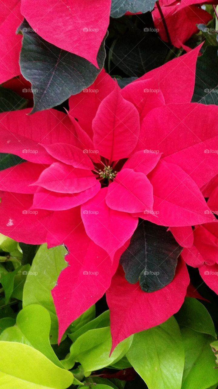 Poinsettia plant. Poinsettia plants bring Christmas colors.