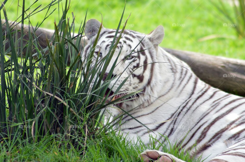 White tiger