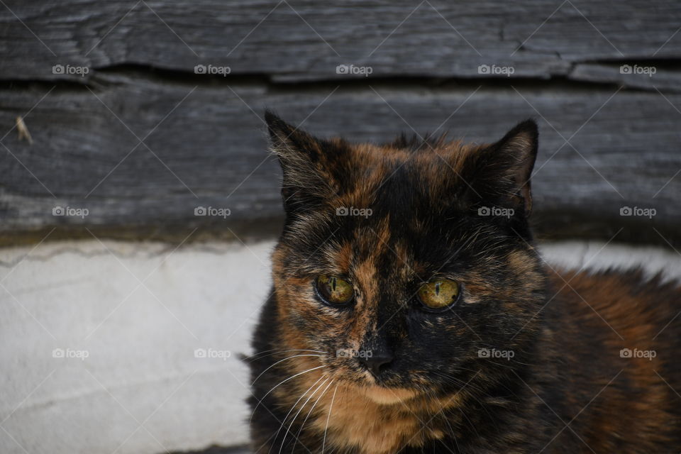 multicolored cat head by wood house