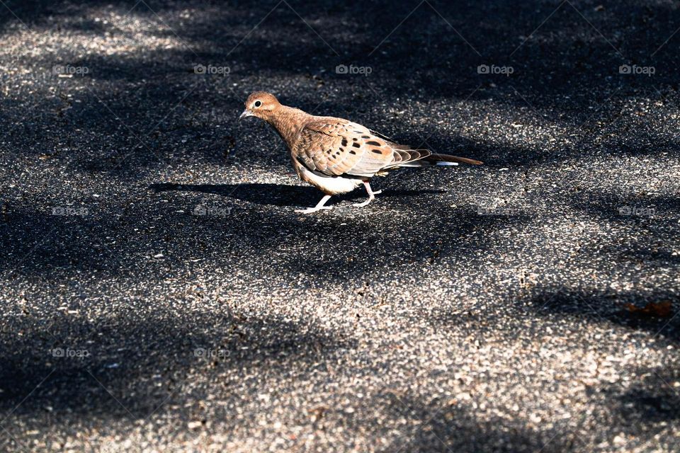 bird on the pavement