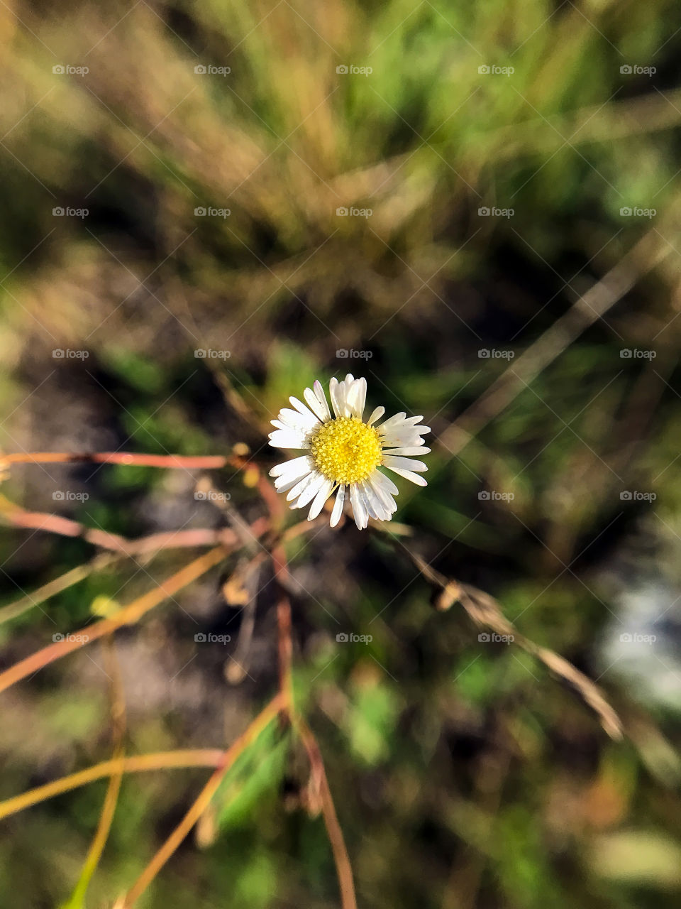 Beautiful flowers 