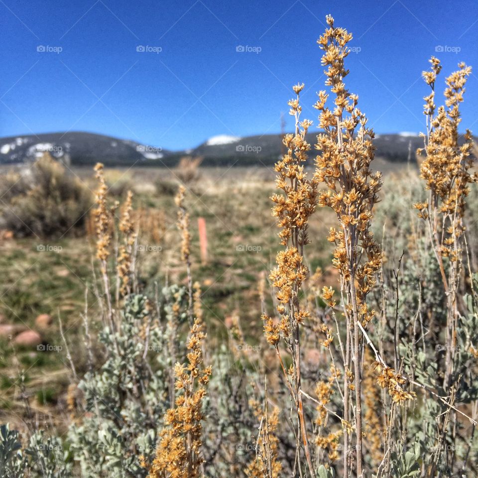 Closeup of desert vegetation in southwestern Montana. 