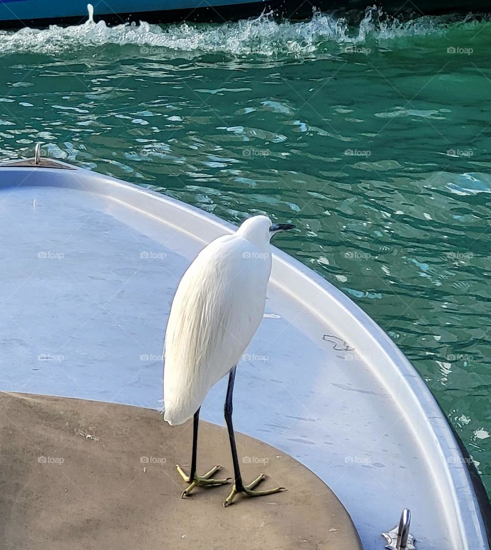 bird in venice