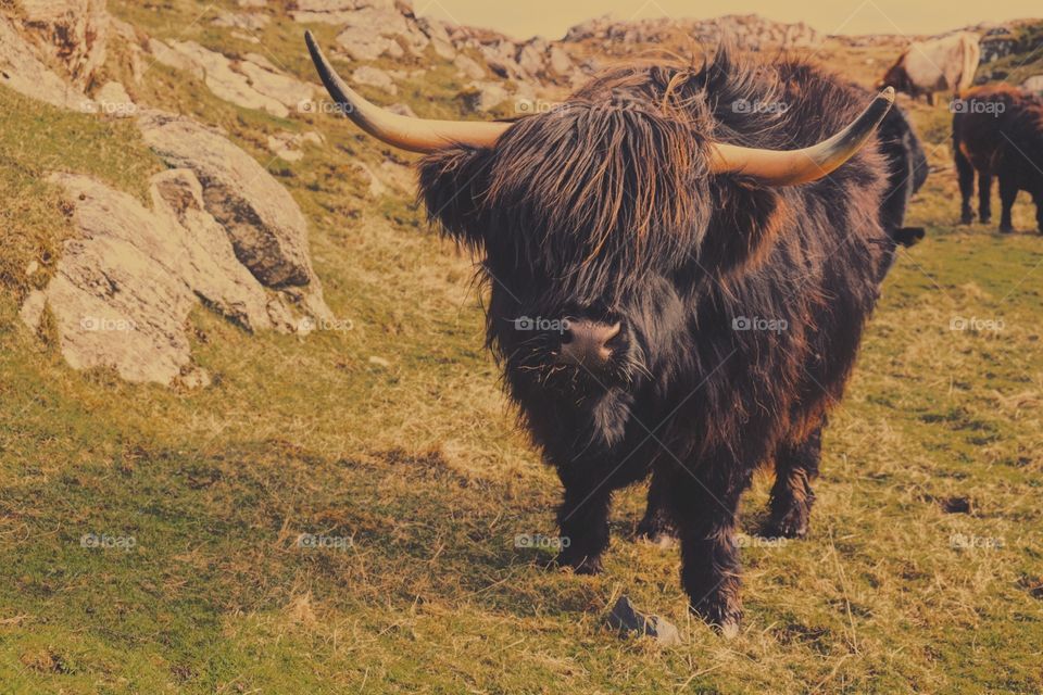 Highland Cow Portrait, Highland Coo In Scotland, Scottish Landscape, Highland Cows Of Scotland, Scottish Highland Coo, Wildlife Photography 