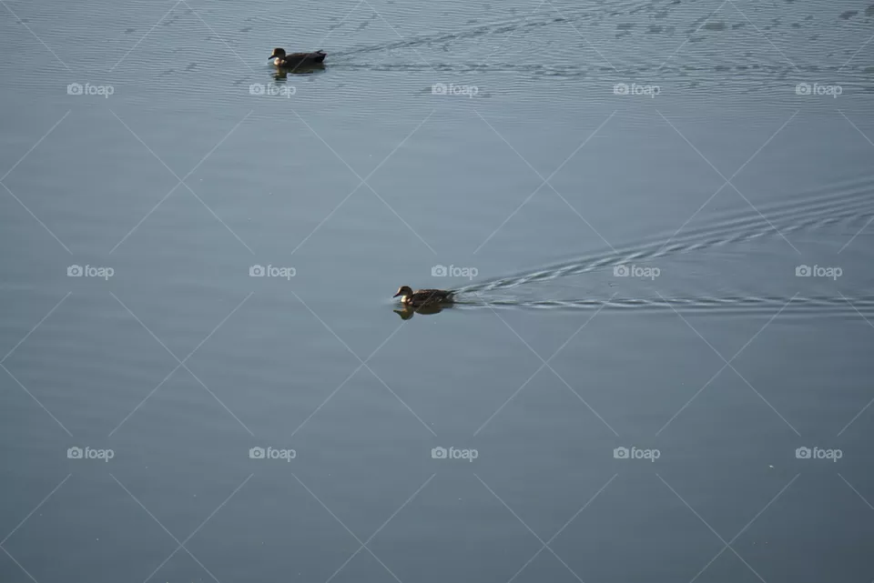 duck