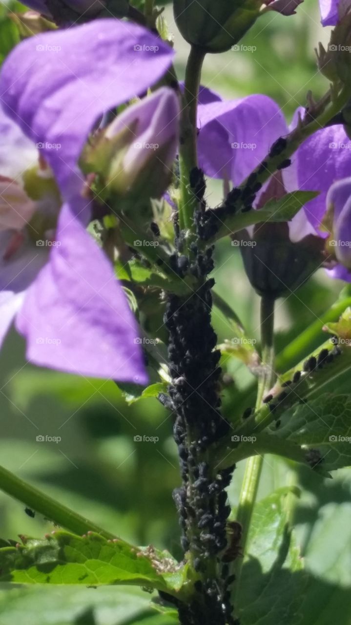 insect. summer blooms
