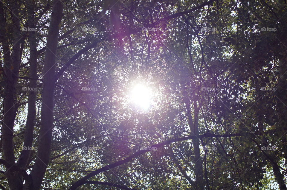Sonneneinstrahlung Baum