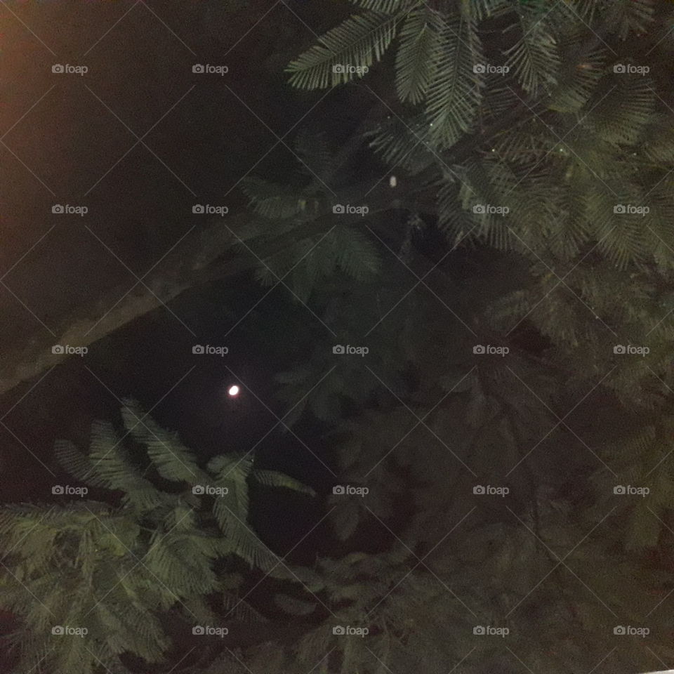 Tree  night time with moon