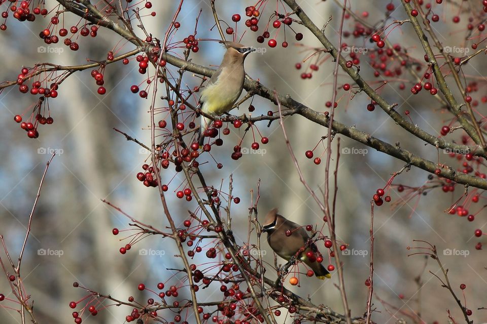 Cedar waxwings enjoying the crab apples berries on their migration through Michigan
