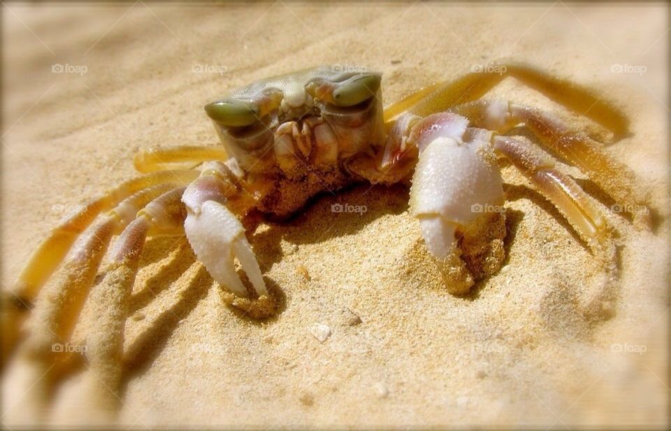 Crab on beach in Hawaii