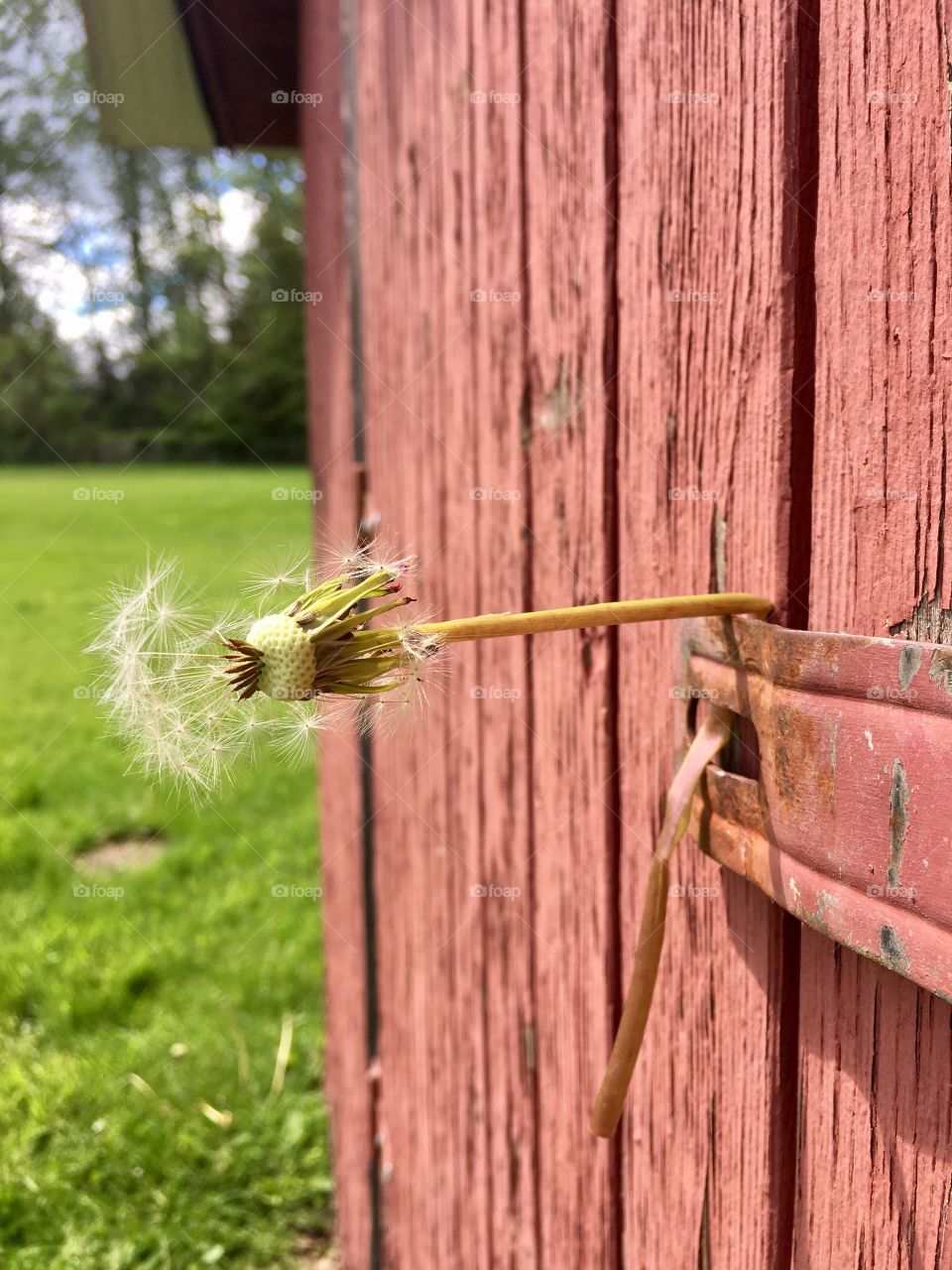 Dandelion losing its seeds and stuck on wall 