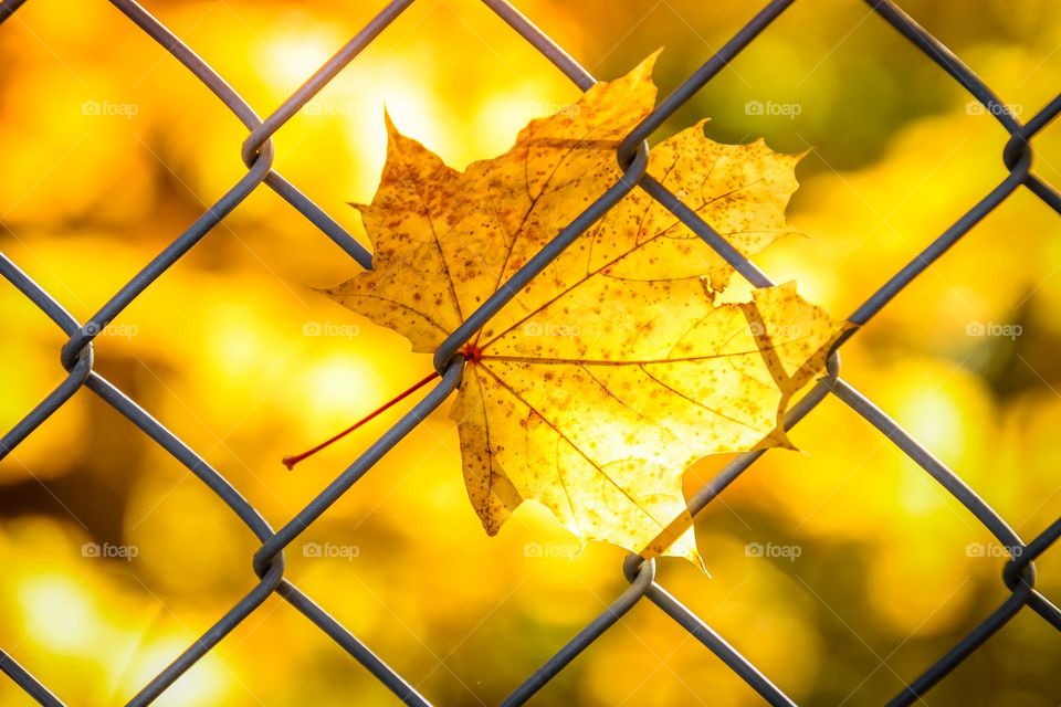 Golden maple leaf stuck on a fence