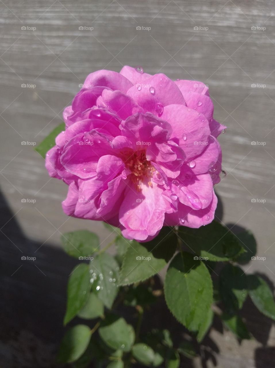 rose flower pink colour looks very beautiful generally found everywhere fresh seasonal