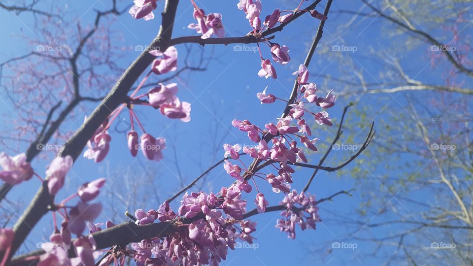 Redbuds Reaching