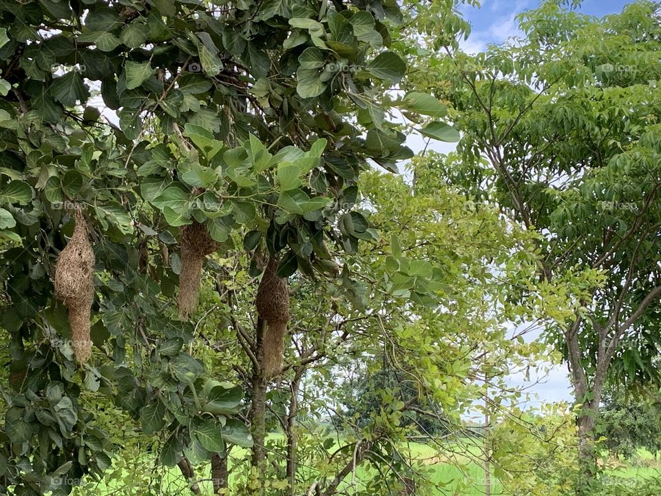 The stories of the nature, Countryside (Thailand)