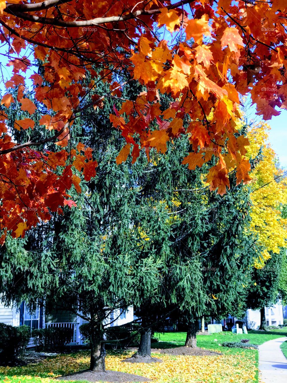 Fall Trees
