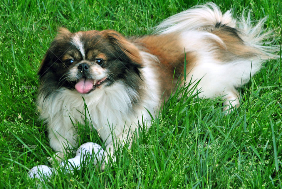 Close-up of dog playing with toy in grass