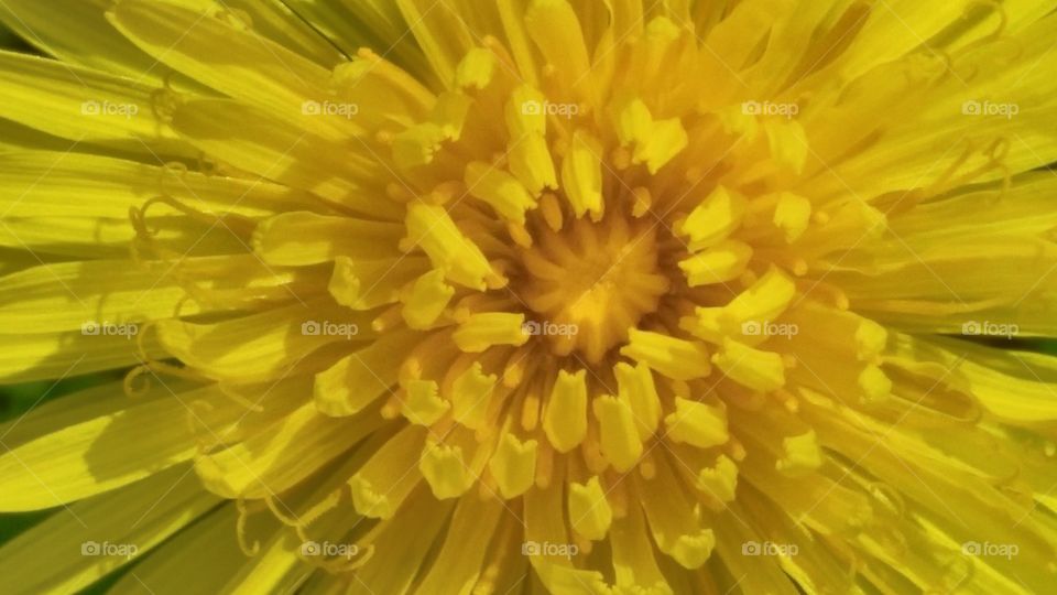 dandelion close up