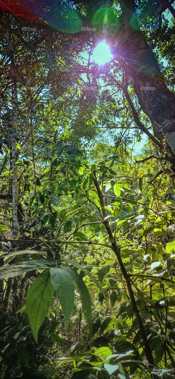 morning sun in the forest