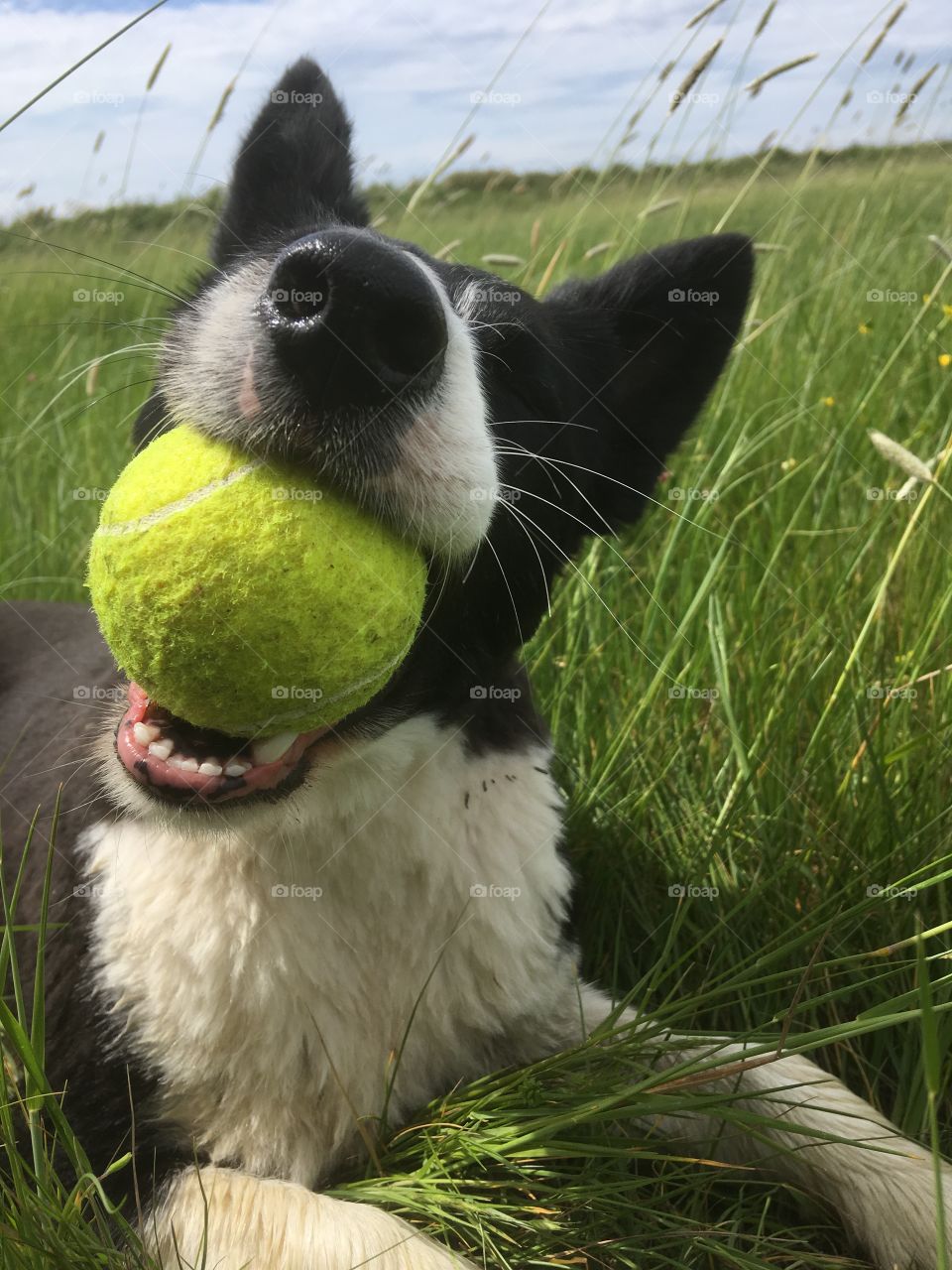 Young collie tackles a tennis ball. Amusing shot of her lying with the ball prominent and attractive grasses as a background 