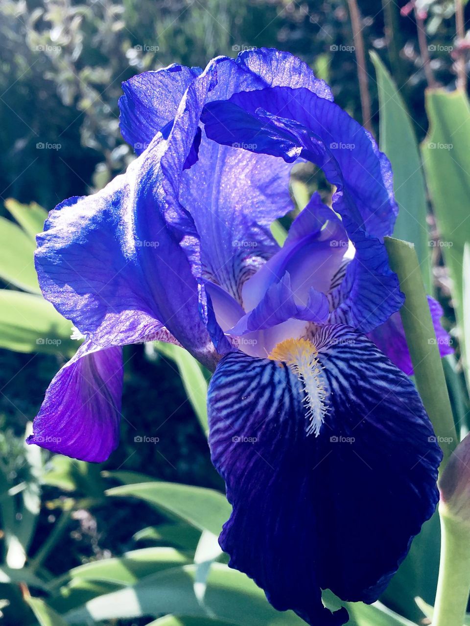 Purple blue gradient iris