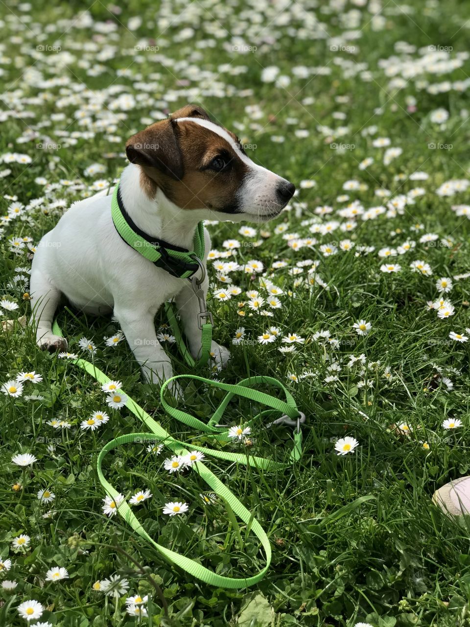 Jack Russell Terrier puppy on a green lawn with daisy flowers 