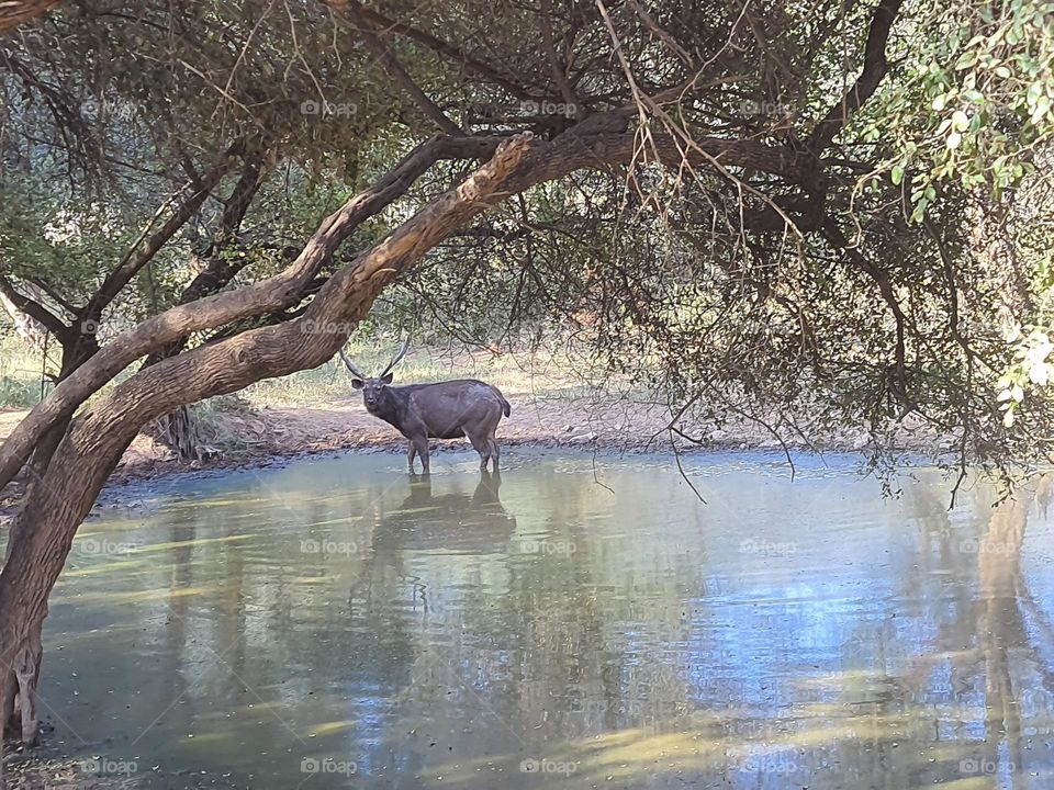 Animals view at Sariska National Park