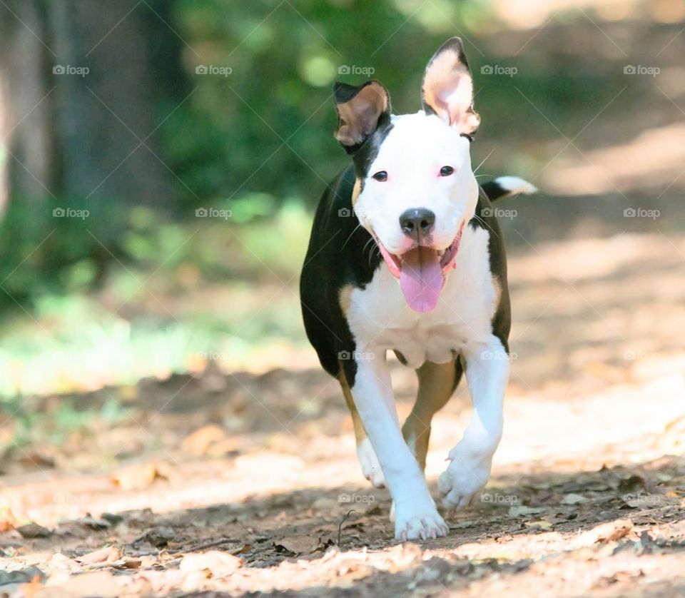 puppy having a fun run