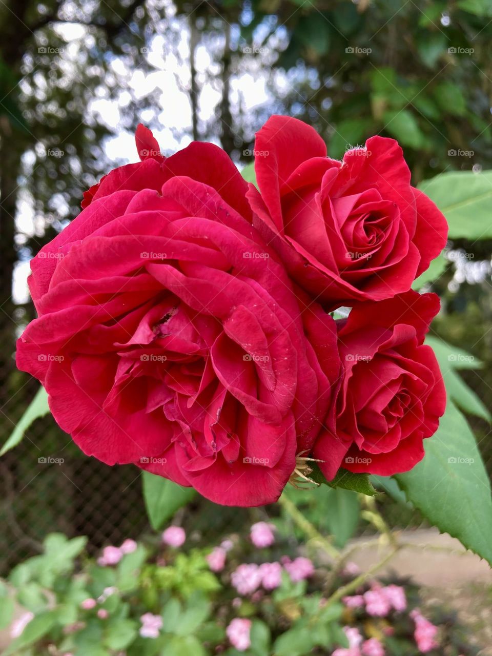 🌹 🇺🇸 Very beautiful flowers to brighten our day.  Live nature and its beauty. Did you like the delicate petals? / 🇧🇷 Flores muito bonitas para alegrar nosso dia. Viva a natureza e sua beleza. Gostaram das pétalas delicadas? 