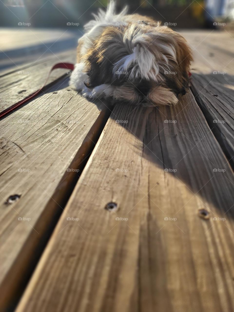 Barkley on the deck