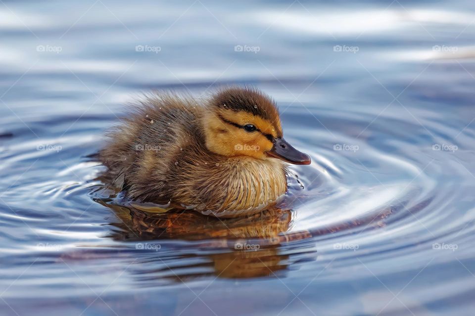 Baby Duck
A mallard duckling swimming in a lake.