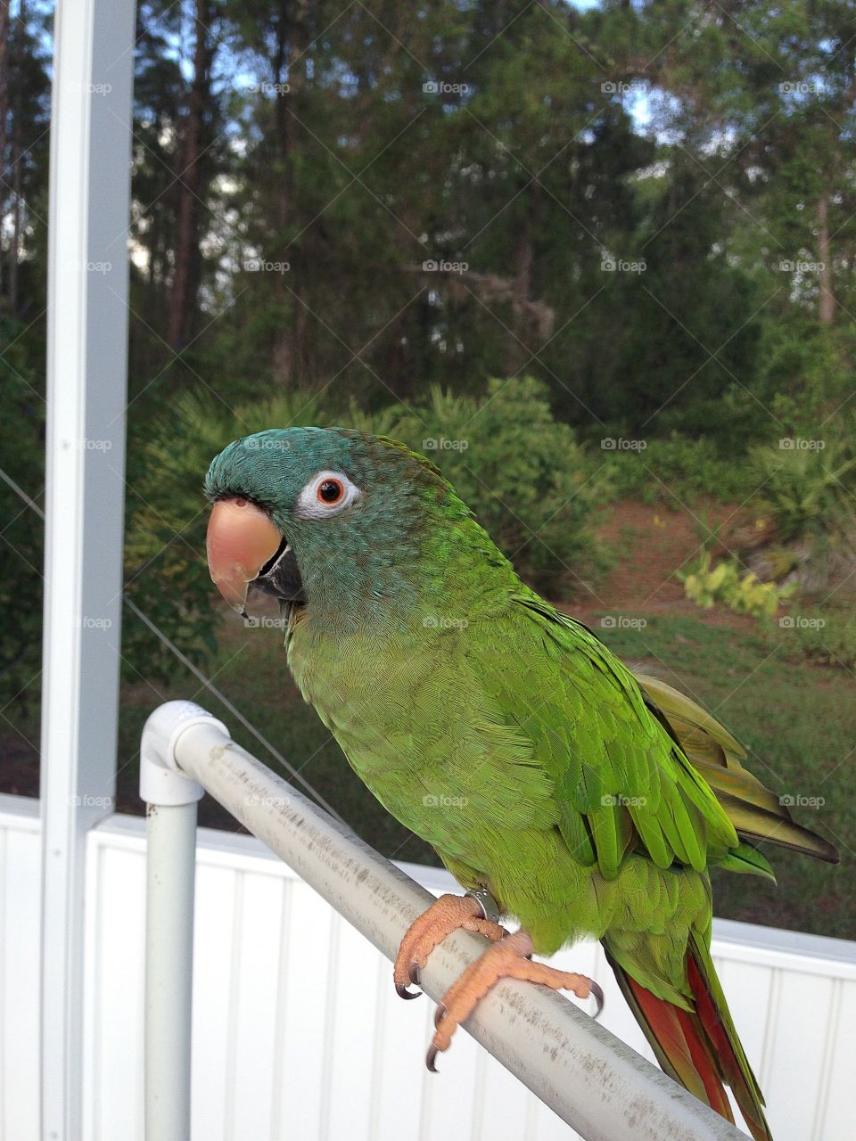 Little green parrot on a white perch in a white sunroom.