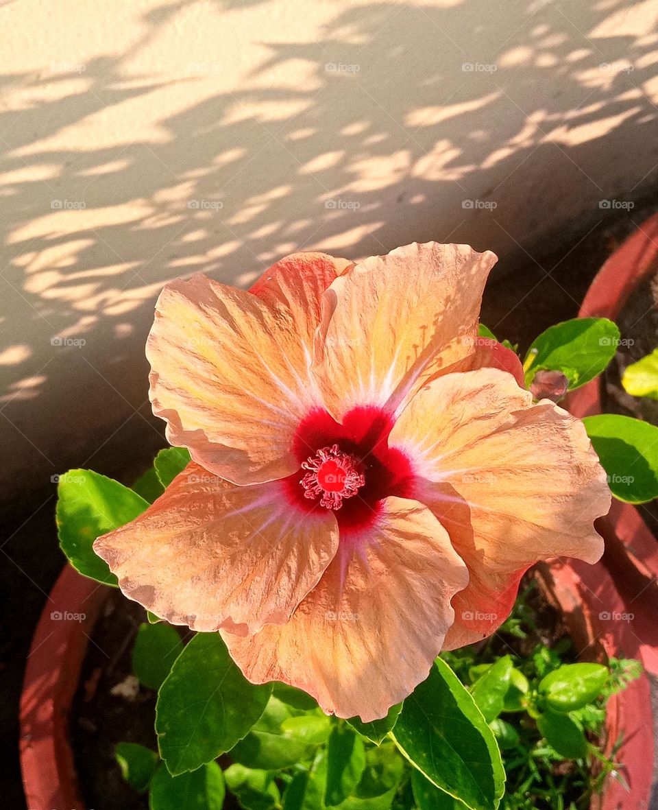 beautiful ❤ peach coloured hibiscus🌺 flower