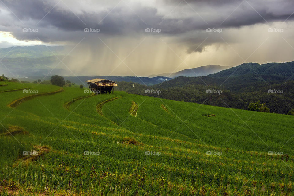 Rice field with raining in background