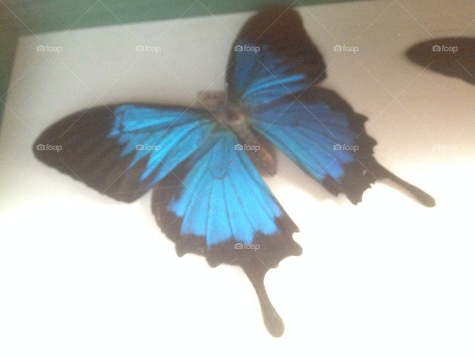 Iridescent butterfly 